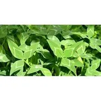 Yuchi Arrowleaf Clover Seed - 5 Lbs.