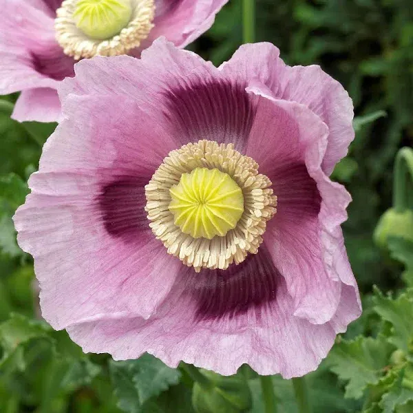 Poppy Seeds - Blue Moon | Flower Seeds in Packets & Bulk | Eden Brothers