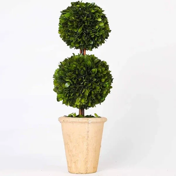 Boxwood VALLEY Real Preserved Boxwood Evergreen Potted Tree Globe Tree Topiary in Terracotta Planter