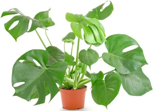 Shop Succulents Monstera Deliciosa Live Indoor Plant