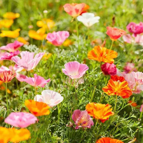 Eden Brothers California Poppy Seeds Mission Bells Mix