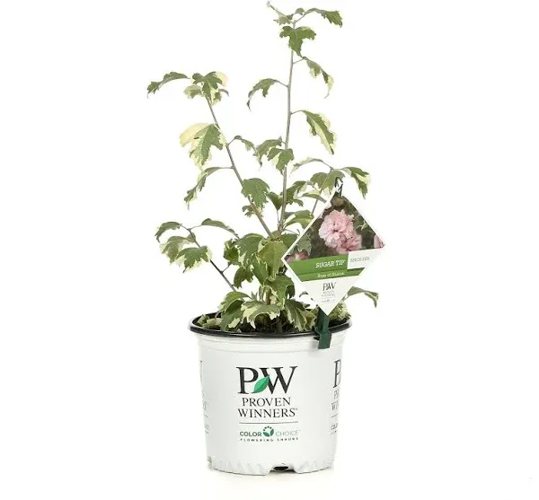 Proven Winners Sugar Tip Rose of Sharon Hibiscus Live Shrub