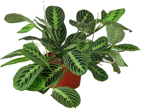 House Plant Shop | Maranta 'Lemon Lime' - 4" Pot | Live Indoor Plant | Easy to Care | Natural Décor Plant | Great Gifts| Free Care Guide