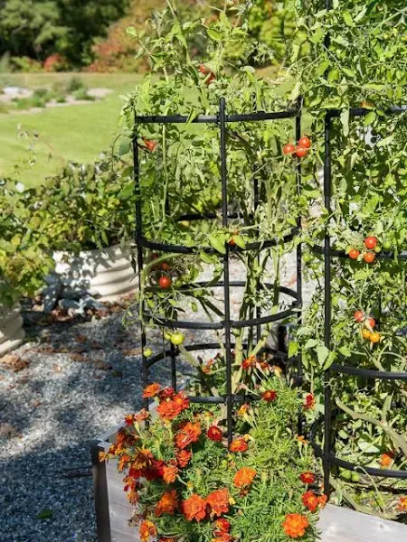 Gardener's Supply Company Titan Tomato Cages