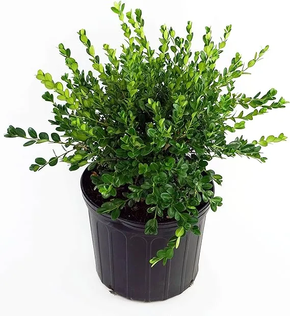 Winter Gem Boxwood