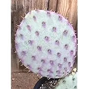 Opuntia 'Santa Rita' Rare Purple Prickly Pear Cactus Pad (One, 4-5" Each)