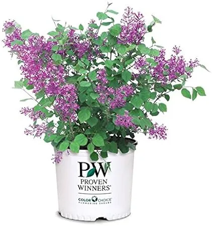 Proven Winners - Syringa x Bloomerang Dark Purple (Reblooming Lilac) Shrub, dark purple flowers, #2 - Size Container