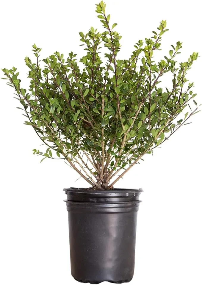 Compact Japanese Holly (Ilex compacta) 2.5 Quart