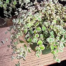 Sprout N Green 4' Sedum Little Missy Variegated Live Trailing Succulent Fully ...