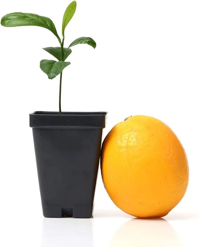 Meyer Lemon Citrus Plant