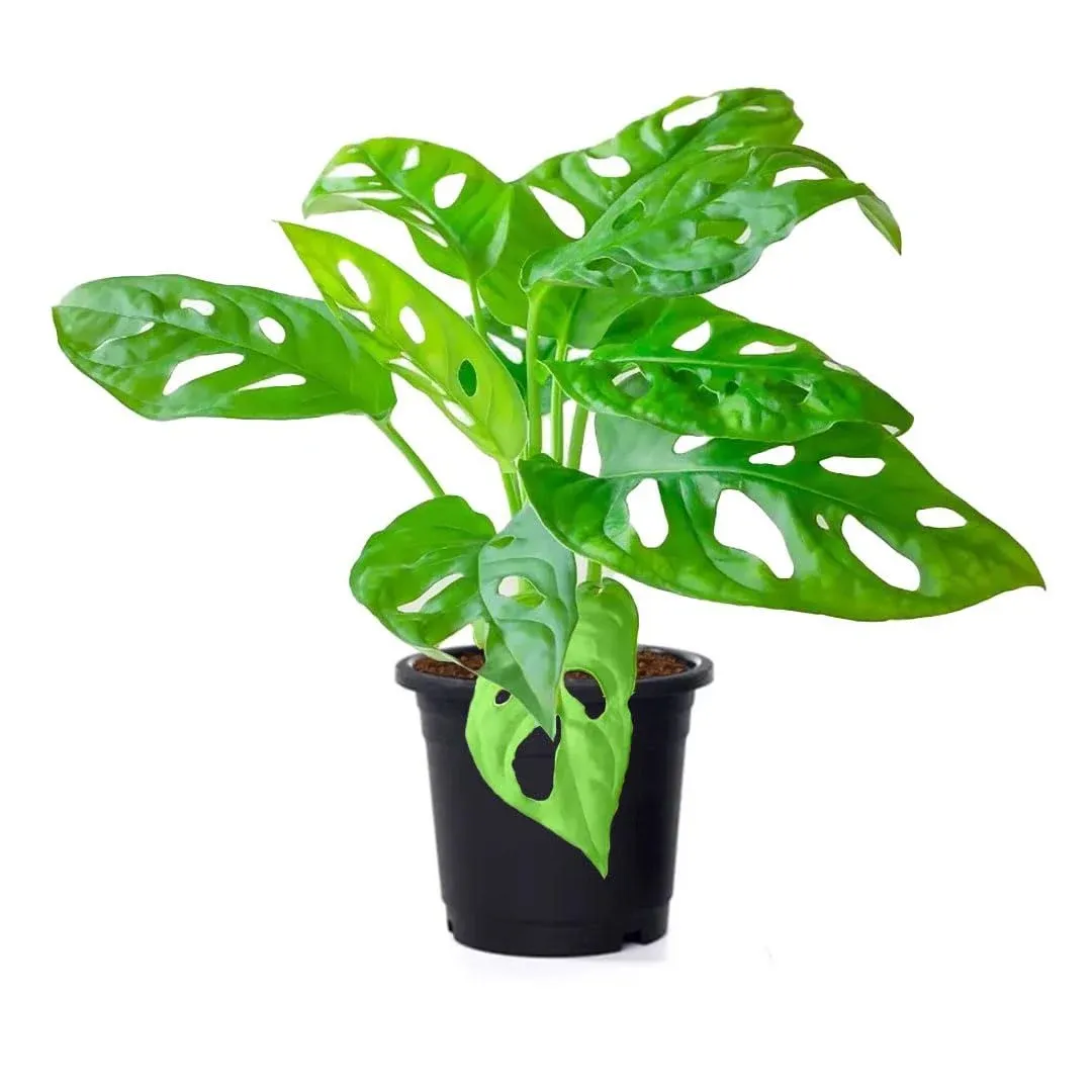 American Plant Exchange Live Monstera Adansonii Plant, Swiss Cheese Vine Plant, Vine and Plant Pot for Home and Garden Decor, 4" Pot GreenAmerican Plant Exchange Live Monstera Adansonii Plant, Swiss Cheese Vine Plant, Vine and Plant Pot for Home and Gard