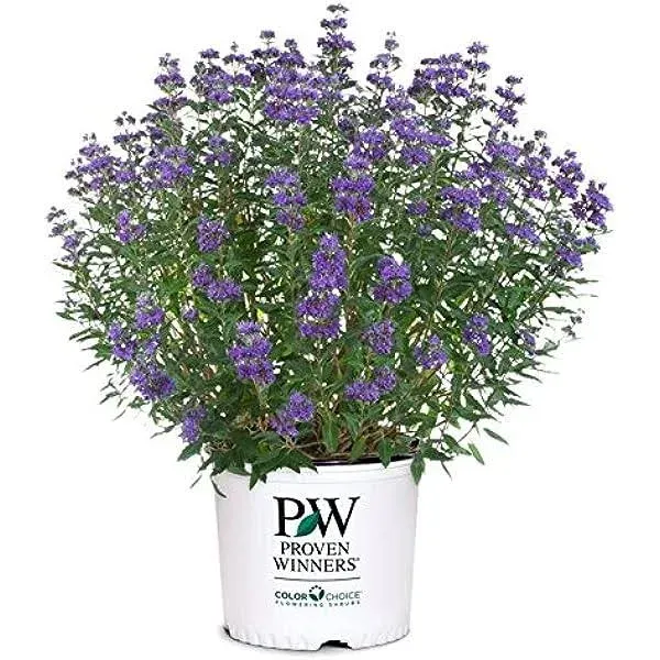 Proven Winners - Caryopteris X cland. Beyond Midnight (Bluebeard) Shrub, , #2 - Size Container