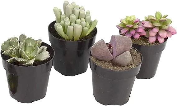 Altman Plants Assorted Live Mini Mimicry Rock Succulents