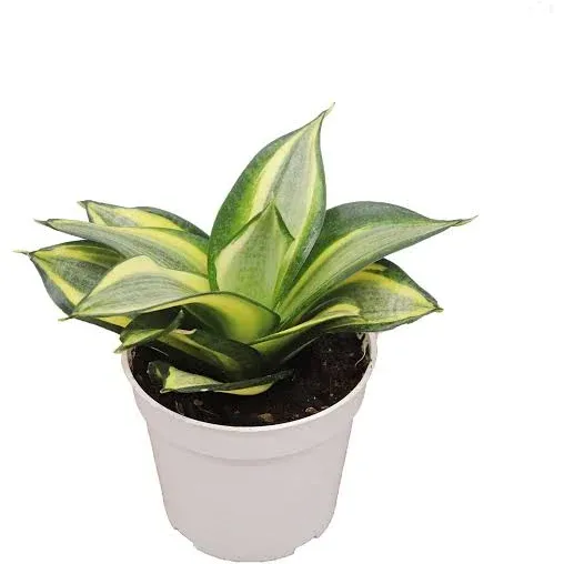 Sansevieria Snake Plants, Live Indoor Plant (Sol radiante, 4 inch)