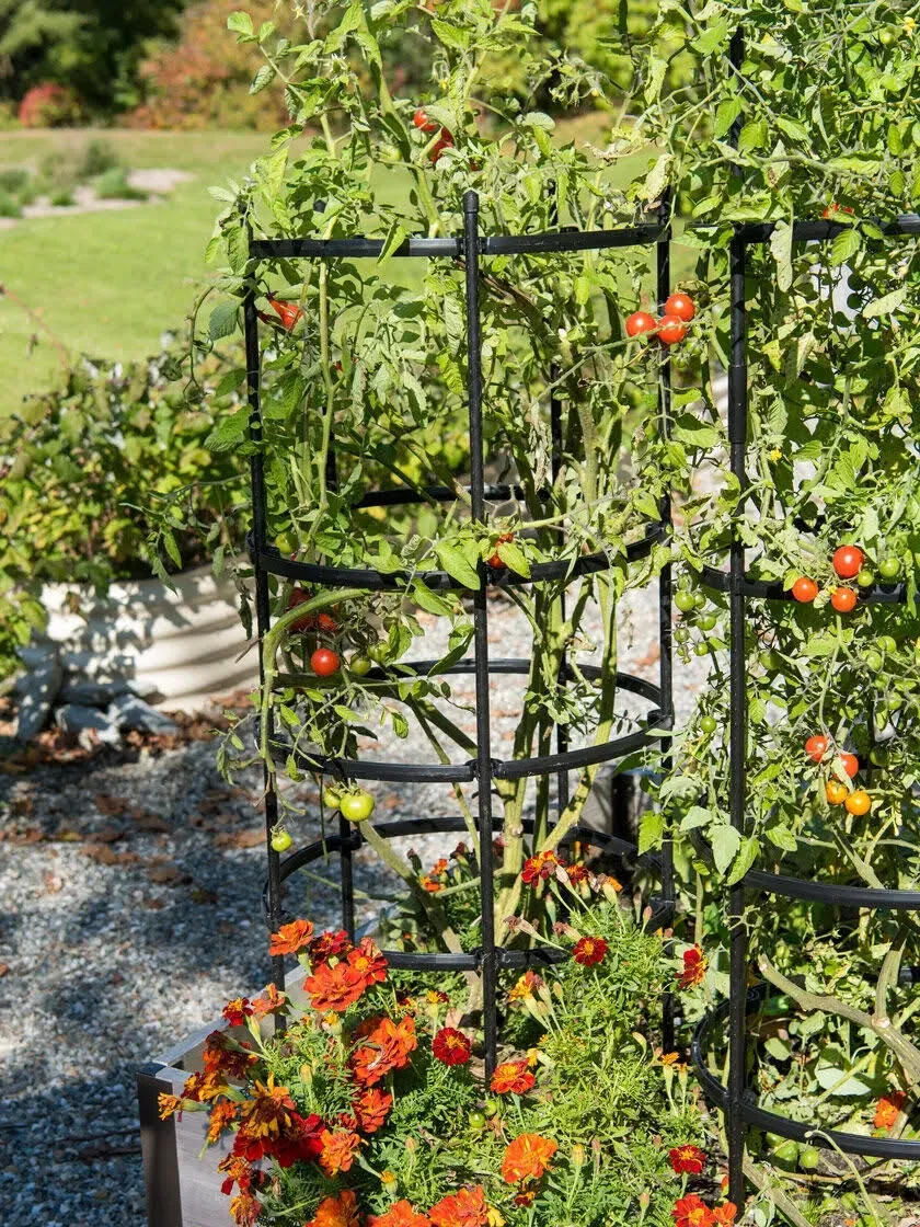 Gardeners Supply Company Titan Tomato Cages I Sturdy Steel Core Plant Support Trellis Cage Protection for Climbing Plants, Vegetable Garden & Tomato Support Rings | 19-1/2" D x 46" H (Set of 3)