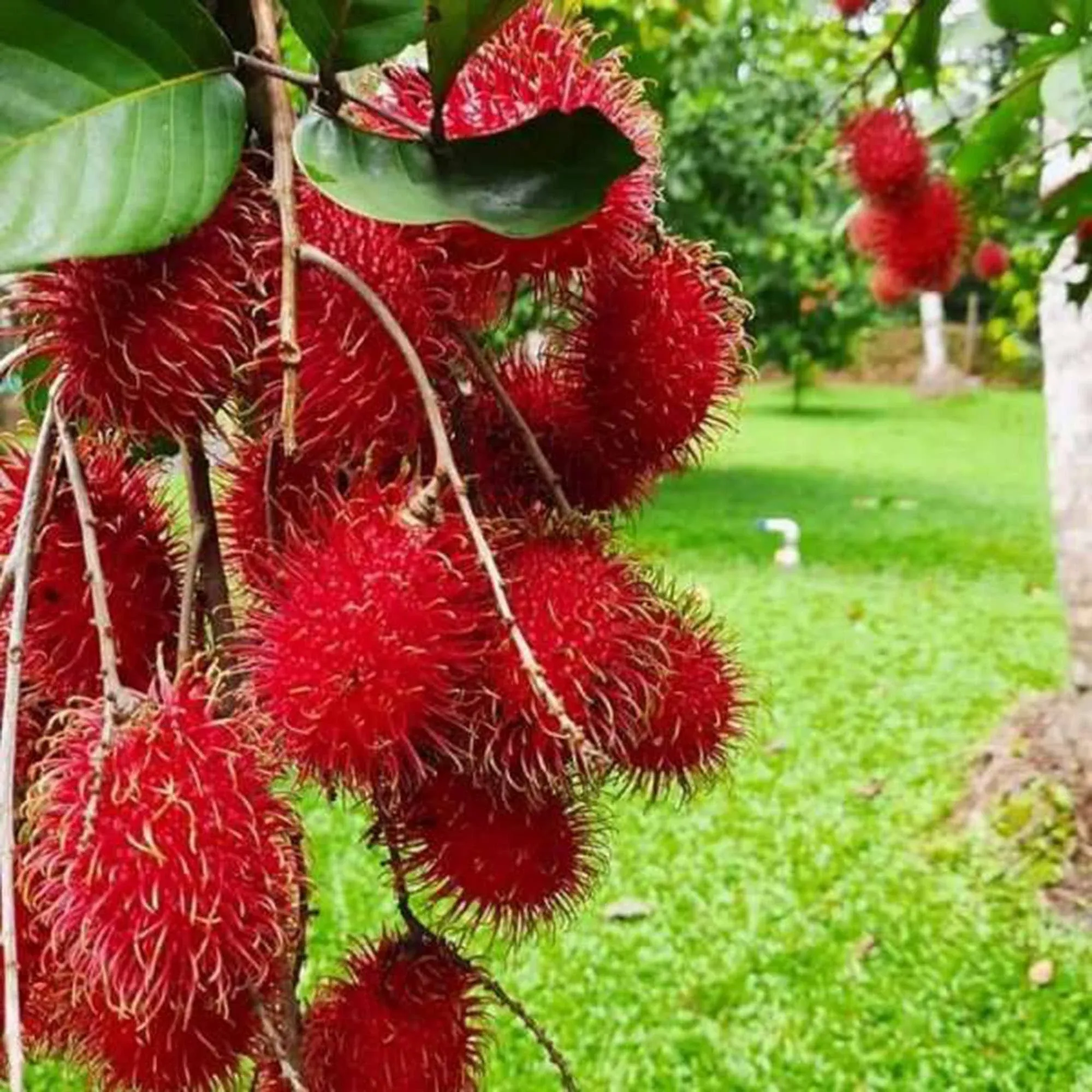 CHUXAY GARDEN Rambutan Tree-Tropical Fruit Hairy Lychee 5 Seeds Vegetables and Fruits Survival Gear Food Seeds Non-GMO Fruits