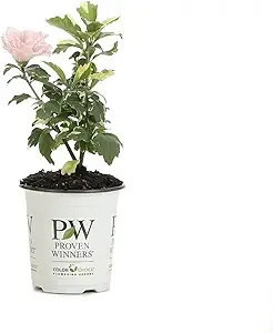 Proven Winners Sugar Tip Rose of Sharon Hibiscus Live Shrub, Size: 1 gal, Pink