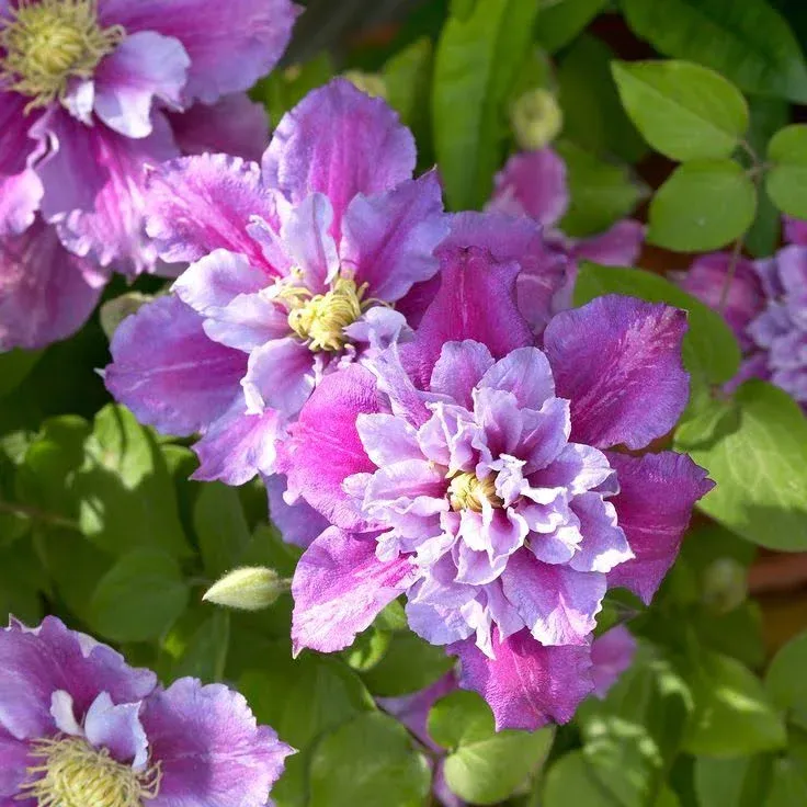 Piilu Clematis Vine - Heaviest Blooming Clematis - 2.5&#034; Pot - Little Duckling