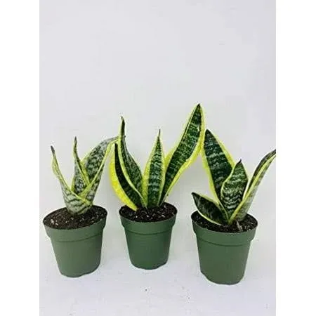 Superba Robusta Snake Plant - Sanseveria - 3 Pack - Impossible to Kill! - 4 inch Gift