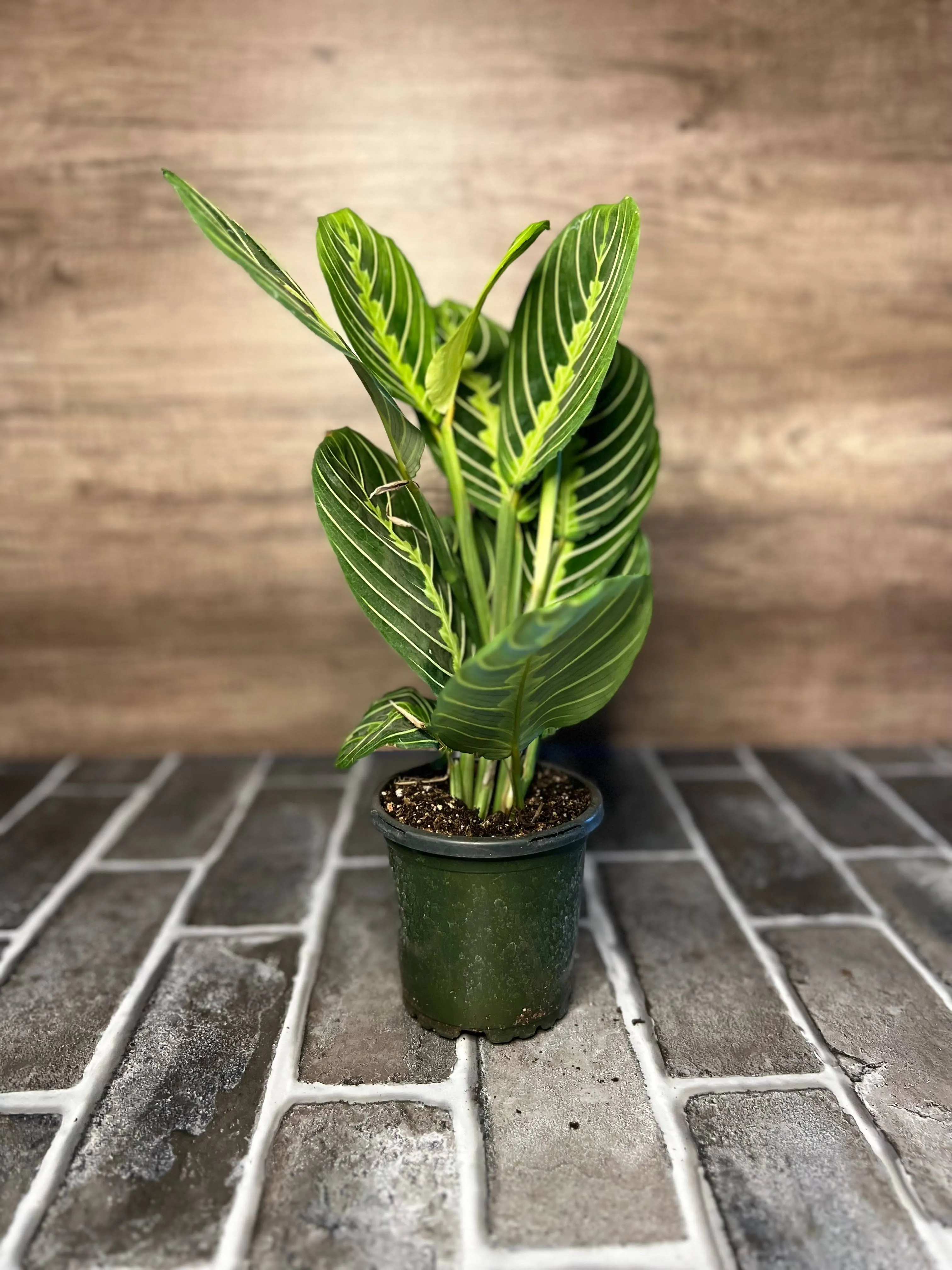 House Plant 4-MARANTA-LEMON.LIME Lemon-Lime Prayer Plant in 4 in. Pot