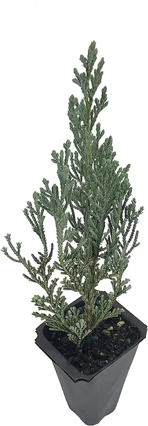 Florida Foliage Moonglow Juniper - 3 Live Trees - Juniperus Scopulorum