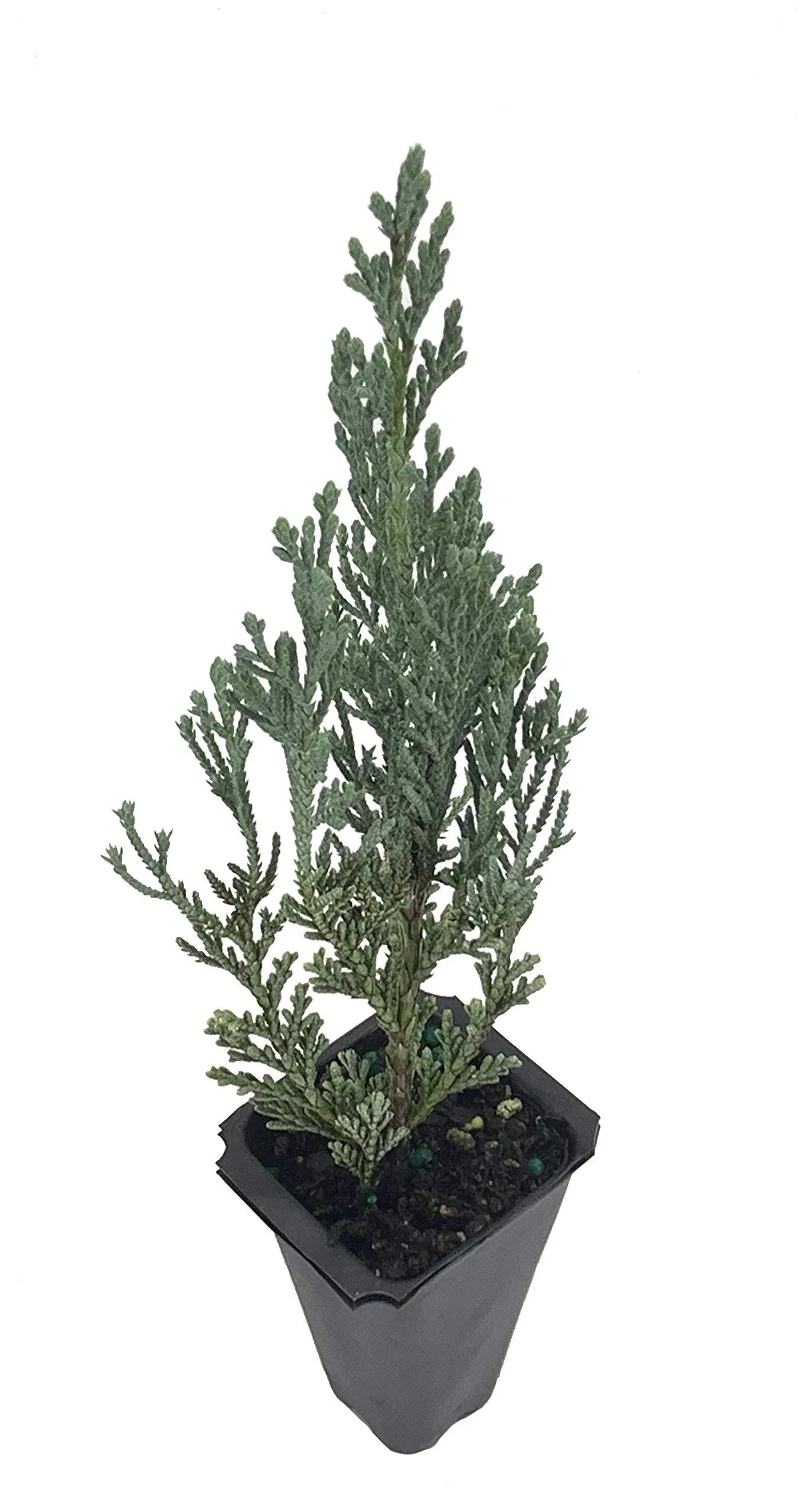 Florida Foliage Moonglow Juniper - 3 Live Trees - Juniperus Scopulorum