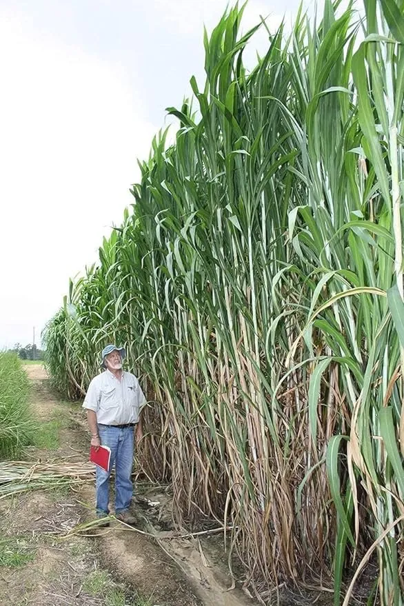 Elephant Grass Seeds - Tallest Grass in The World - Ships from Iowa, Made in USA (500 Seeds)