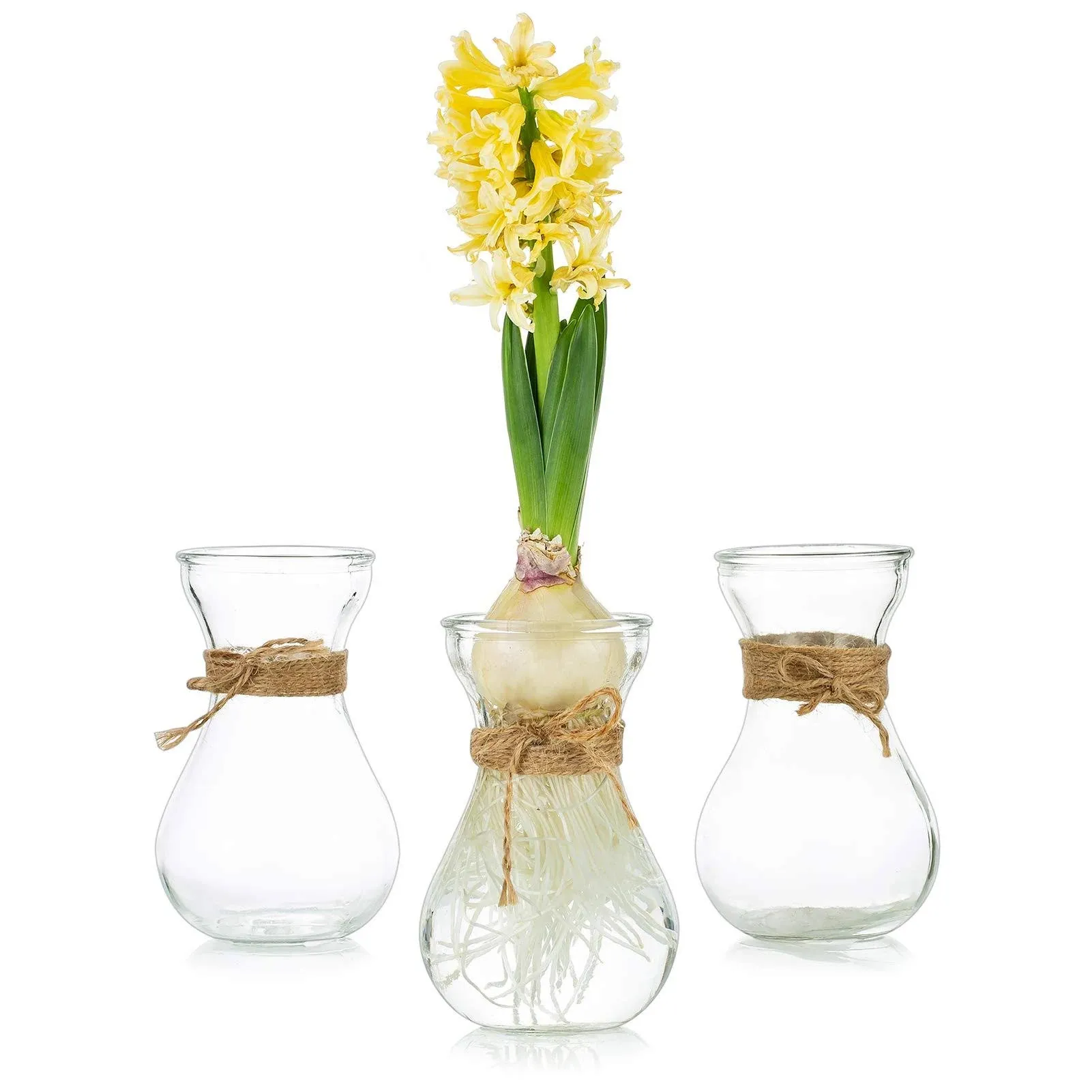 Glasseam Clear Glass Vase for Flowers, Set of 3 Bulb Vase for Forcing Hyacinth ...