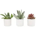 Plants for Pets Succulents (3 PK), Live Succulent Plants in White Pots, Mini Succulents Plants, Unique Gardening Gifts for Plant Lovers