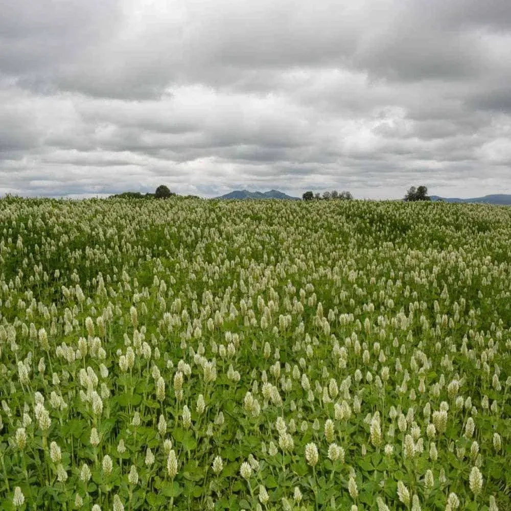 SeedRanch Crimson Clover Seed Raw - 20 Lbs.