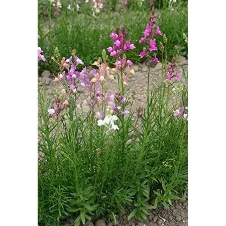 Toadflax Northern Lights, 5000 Seeds per Packet, Non GMO Seeds