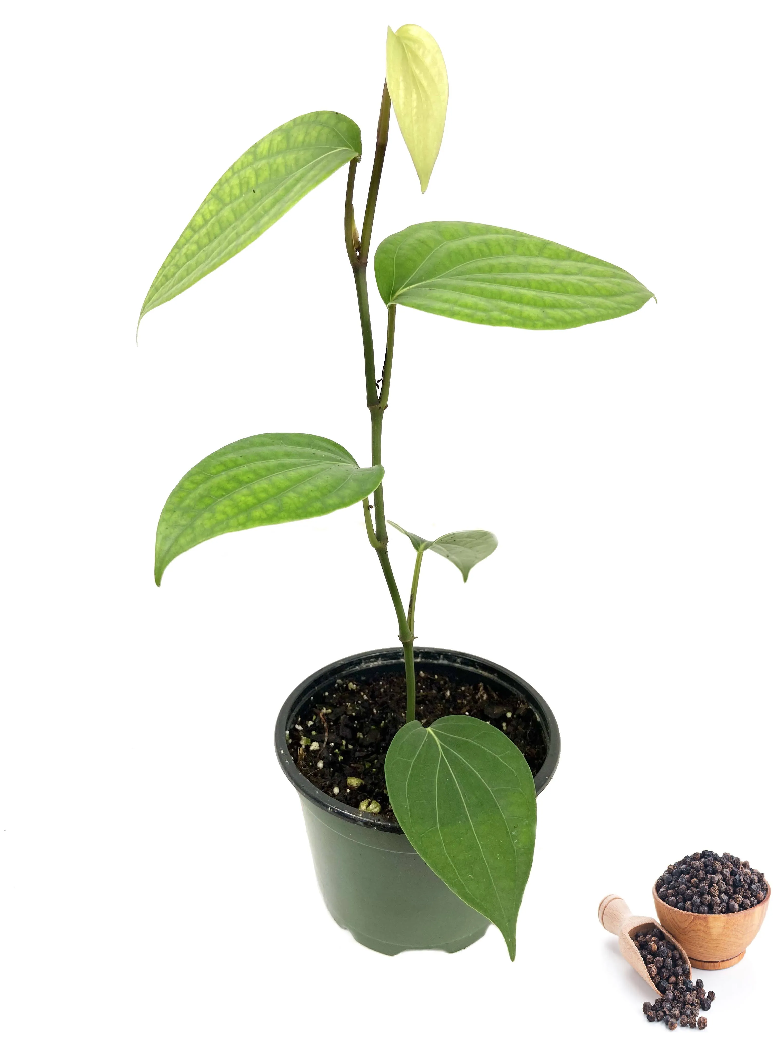 Black Pepper Plant - Live Vine in a 4 Inch Grower's Pot - Piper Nigrum