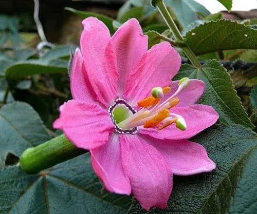 30 Banana Passion Fruit, Passionflower Maracuja, Banana Poka Seeds - 30 Seeds (Passiflora mollissima/Passiflora tarminiana) - Pack of 30 Rare and Viable Seeds - QO Seeds