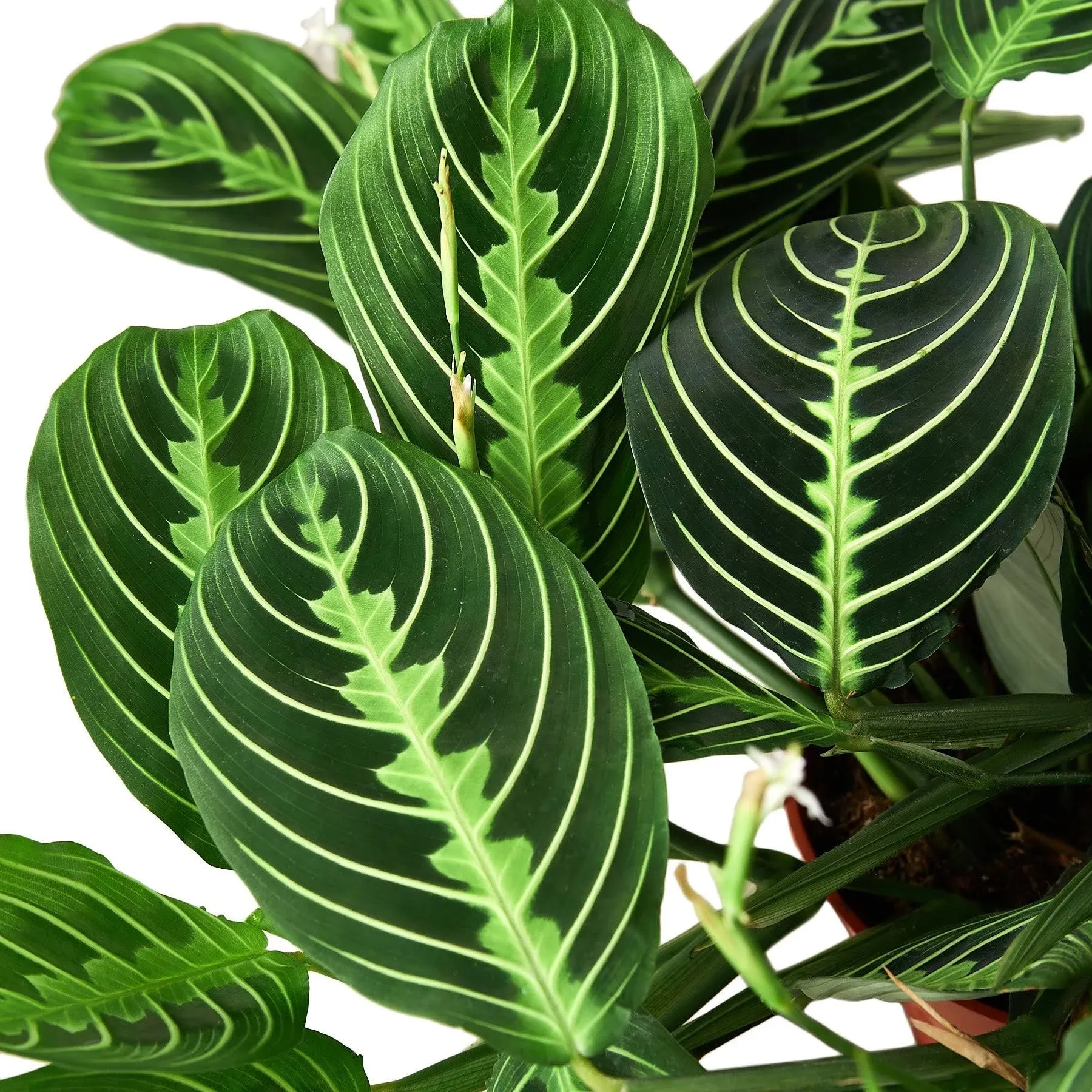 House Plant 4-MARANTA-LEMO<wbr/>N.LIME Lemon-Lime Prayer Plant in 4 in. Pot