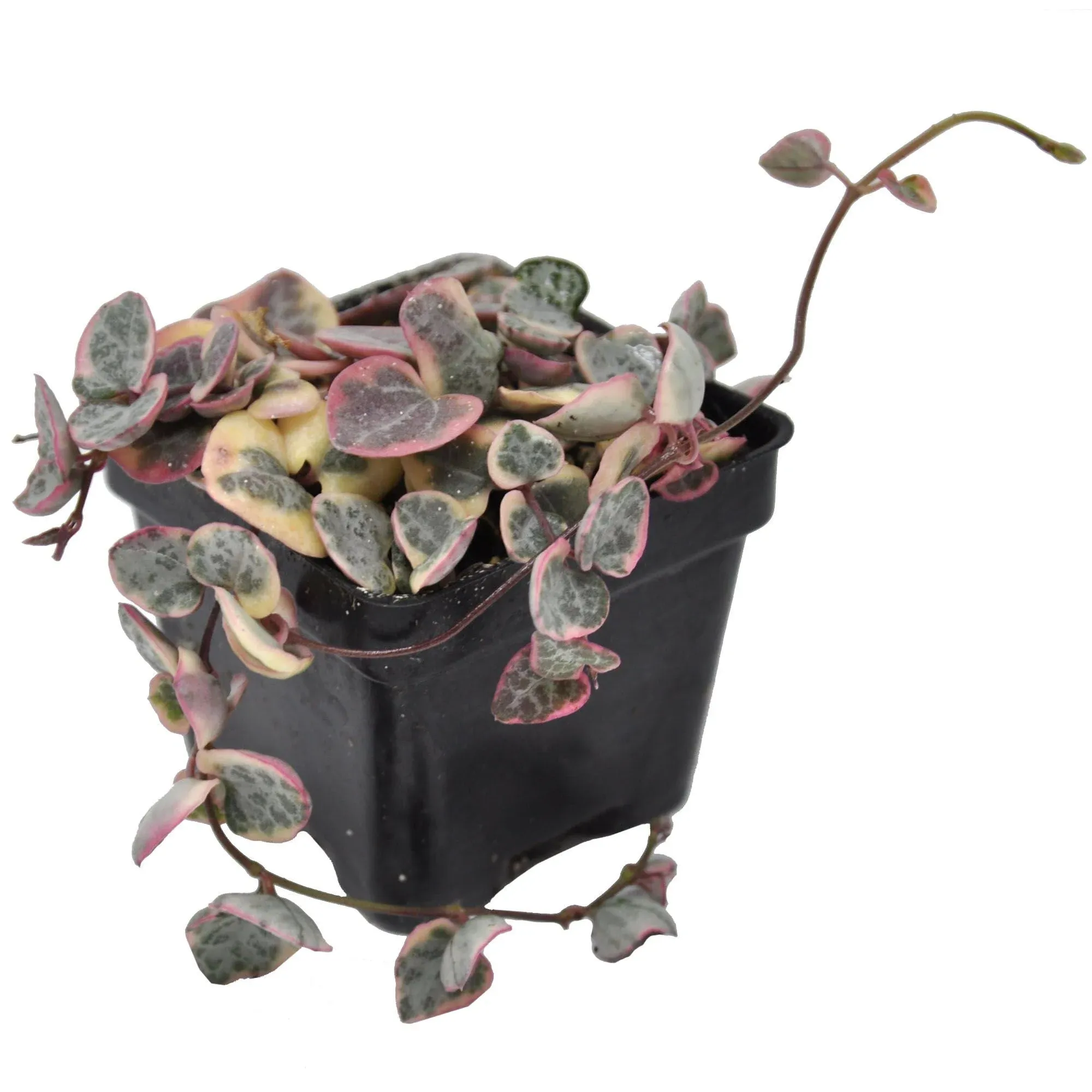 String of Hearts, Variegated Ceropegia woodii x incl. Heat Pack - Plants - by Winter Greenhouse | Houzz