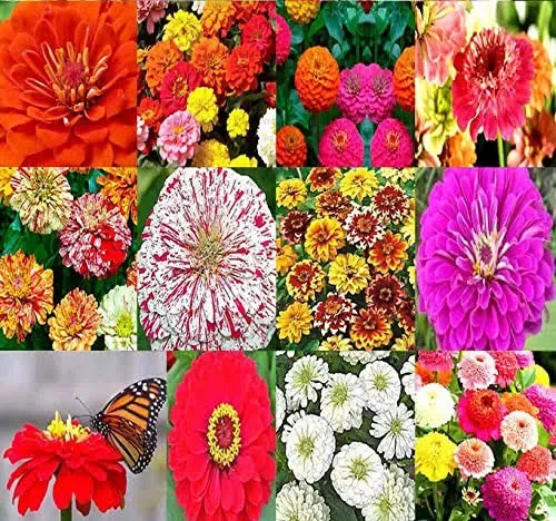 Zinnia Elegans (Zinnia Rainbow Mix ) Flower Seeds by MySeeds.Co, You Choose The ...