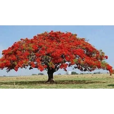 Flamboyant Flame Tree Seeds to Grow | 10 Seeds | Delonix Regia, Prized Bonsai