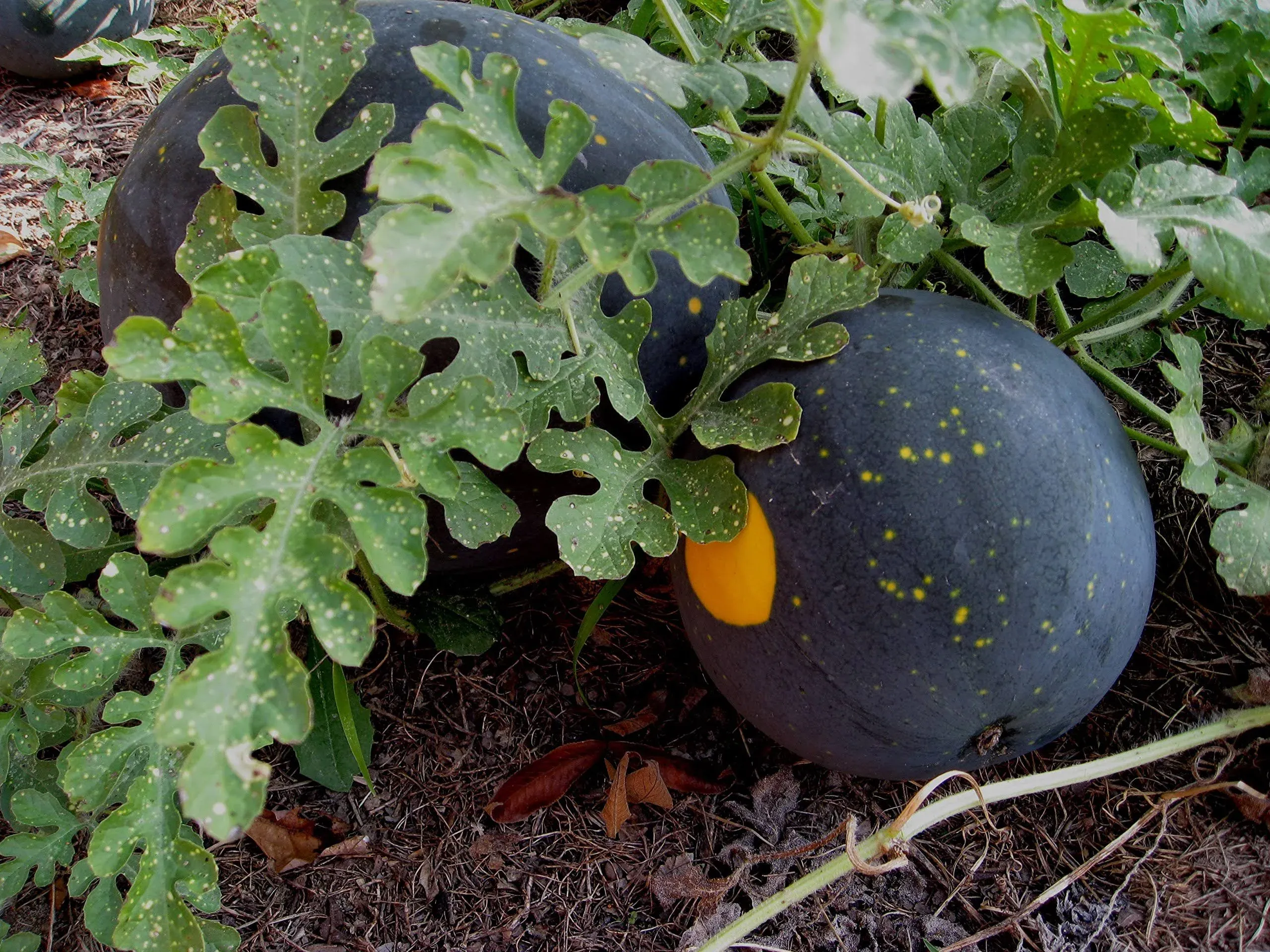 20 Heirlooms Moon and Stars Watermelon Seed by Stonysoil Seed Company..Certified USDA Organic Seeds