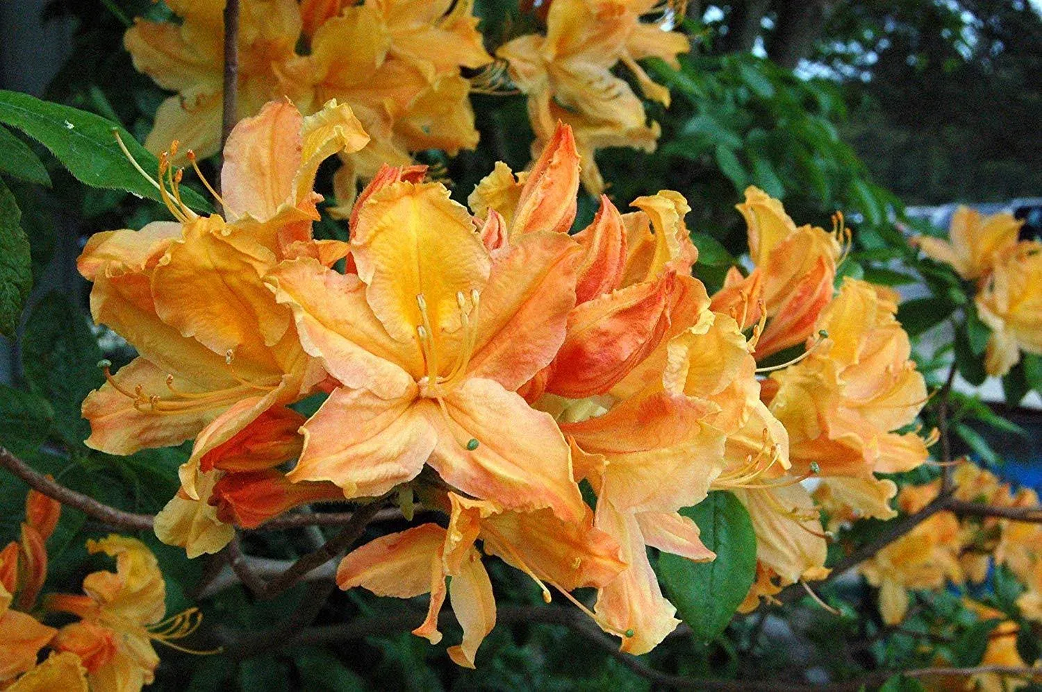 Mandarin Lights Azalea