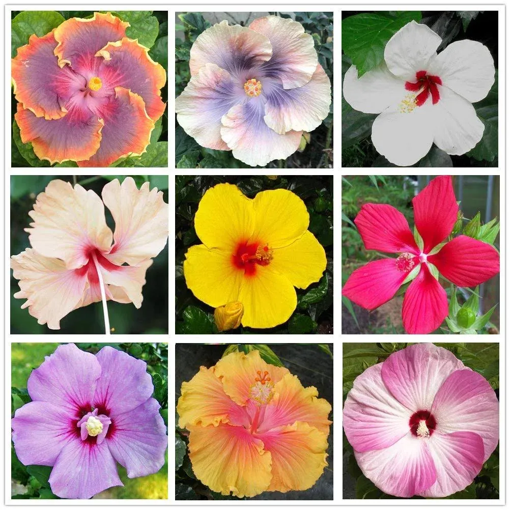 Hibiscus Mix(100+)Seeds Flowers Easy to Grow Planting for Outdoor Indoor Home Bonsai