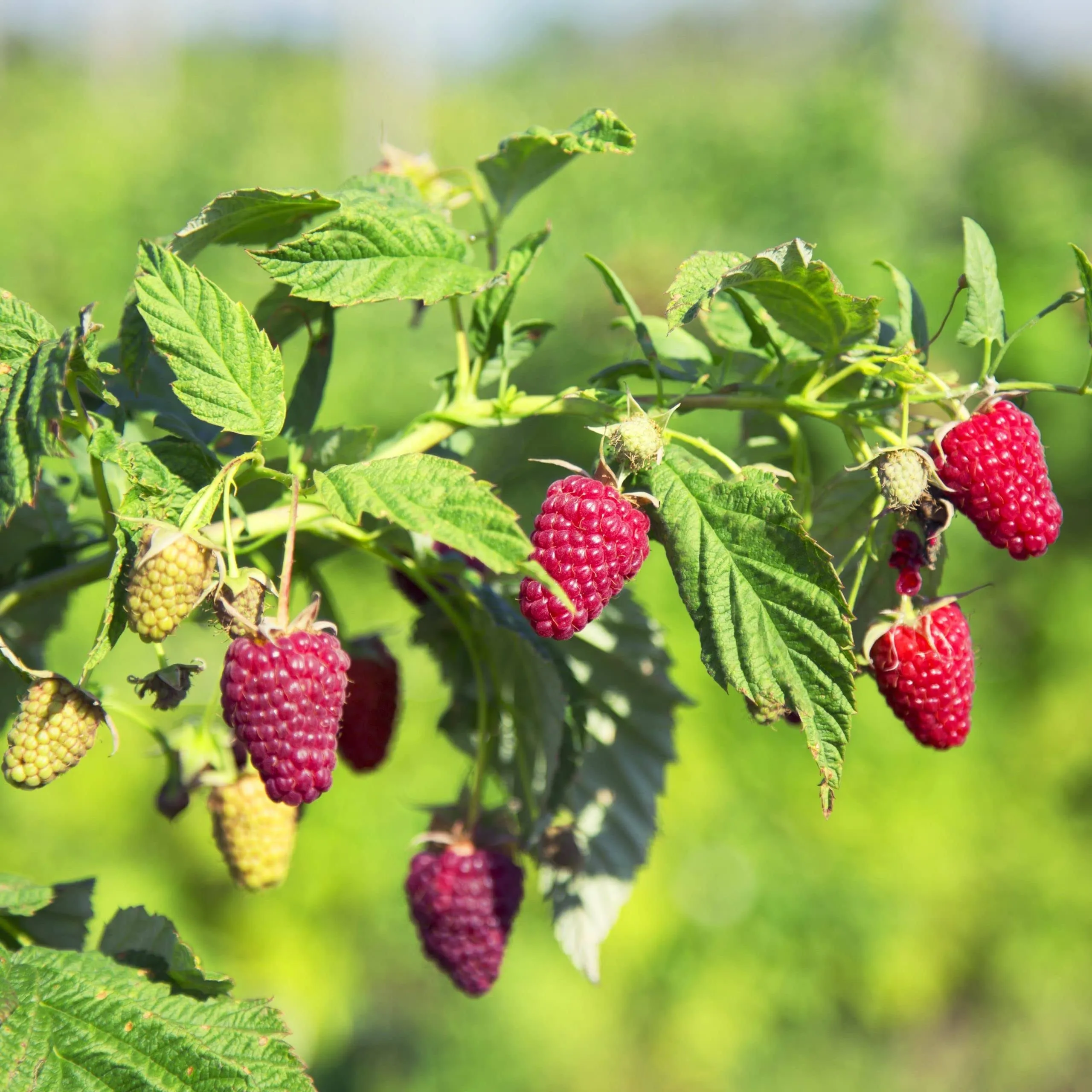 Caroline Raspberry Plant - Live Plant in A 2 inch Pot - Rubus - Grow Your Own ...