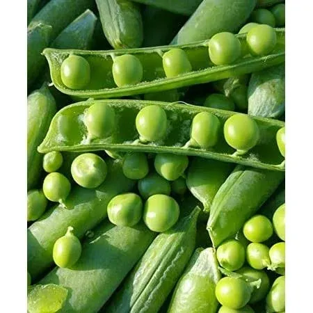 Wando Garden Pea Seeds for Planting, 50+ Heirloom Seeds Per Packet, (Isla's Garden Seeds), Non GMO Seeds, Botanical Name: Pisum sativum, Great Home Garden Pea Variety