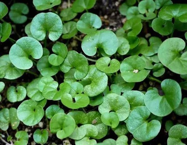 Kidney Weed Seeds Ground Cover Dichondra Heirloom 100 Seeds