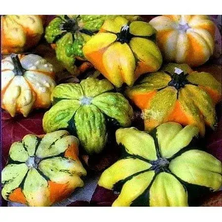 Daisy Gourd Seeds for Planting - 10 Seeds - Rare Seeds, Great Gourds for Decoration