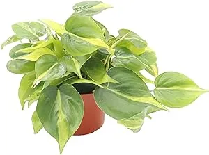 Philodendron Brasil - 6" from California Tropicals